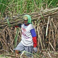 luas-lahan-tebu-di-purbalingga-merosot-drastis