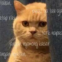 7-posisi-ekor-kucing-dan-artinya-supaya-kamu-lebih-mengerti-kucing-kamu