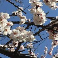 bunga-sakura-mulai-mekar-di-tokyo-dan-fukuoka-jepang