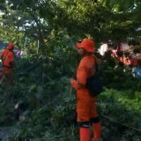 tertimpa-pohon-tumbang-di-sawah-besar-kaki-pengemudi-ojek-online-patah