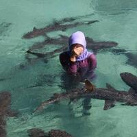 penyebab-mati-puluhan-ekor-hiu-di-karimunjawa-masih-misterius