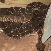 tiga-lusin-ular-derik-yang-mematikan-ditemukan-bersarang-di-rumah-pria-ini