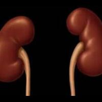 beberapa-pemicu-penyakit-gagal-ginjal-yang-harus-diketahui