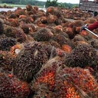 daya-beli-petani-sawit-menurun-bpdpks-diminta-perbaiki-kinerja