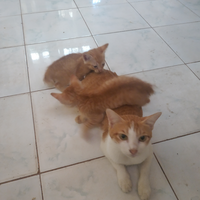 nonton-video-kucing-ternyata-bermanfaat-kabel-kabarsekelebat