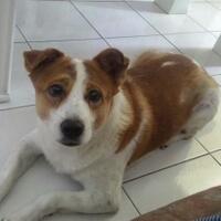 rainbow-bridge--buat-yang-ditinggal-sahabatnya