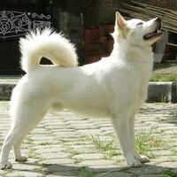 lima-ras-anjing-terbaik-untuk-keperluan-perlindungan-pribadi