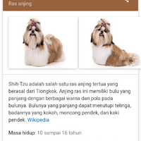 mendisiplinkan-anjing-gansis-dengan-cara-yang-efektif--berhasil