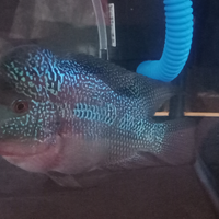 new-all-about-louhan