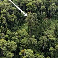 pohon-tropis-tertinggi-di-dunia-ternyata-ada-di-asia-tenggara