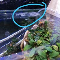 aquascape-for-everyone-learning-and-sharing---part-3