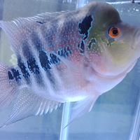 new-all-about-louhan