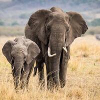 kisah-menginspirasi-dari-gajah-yang-manusiawi