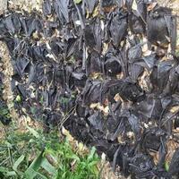 live-quick-count-pilpres-2019-hitung-cepat-litbang-kompas