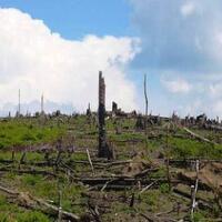 tnc-indonesia-libatkan-warga-desa-tekan-kerusakan-hutan-di-kaltim
