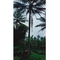 pamit-ke-istri-hendak-ke-sawah-wahidun-tewas-jatuh-dari-pohon-kelapa