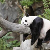 bpn-minta-capres-yang-kalah-legawa