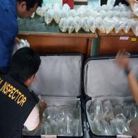 penyelundupan-benih-lobster-senilai-rp37-miliar-di-jambi-digagalkan