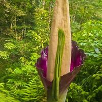 heboh-bunga-bangkai-ditemukan-di-perkebunan-karet