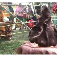 bunga-bangkai-tumbuh-di-halaman-rumah-warga-medan