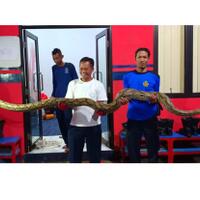 ngeri-ular-sanca-45-meter-sembunyi-di-loteng-rumah-warga-di-tangsel