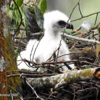ranger-gunung-gede-pangrango-temukan-anak--burung-garuda