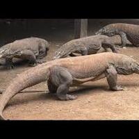 aneka-hewan-yang-menjadi-incaran-anak-anak-zaman-dulu