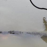 geger-buaya-muncul-di-teluk-pangandaran