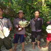 lembaga-adat-pulau-enggano-tolak-eksploitasi-kerang-kima