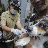 depok-klaim-bebas-rabies-begini-pemkot-perlakukan-hewan-peliharaan-warga