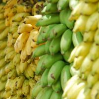 manfaat-buah-pisang-untuk-tubuh-kita