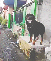 ditanya-lokasi-real-count-bpn-mardani-saya-betul-betul-tidak-tahu