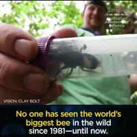penemuan-lebah-raksasa-wallace-seekornya-127-juta
