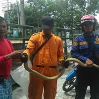 ular-king-kobra-diamankan-dari-ruko-elektronik-di-pangkalan-bun
