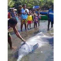 terlilit-jaring-lumba-lumba-terdampar-di-raja-ampat