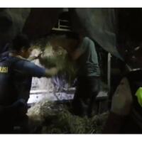 hendak-bawa-4-ton-daging-celeng-ke-solo-malah-ditangkap-di-pelabuhan-bakauheni