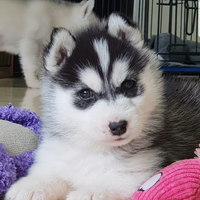 new-siberian-husky-lovers---read-page-1-for-update---part-2