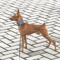 miniature-pinscher-lover039s