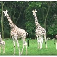 taman-safari-prigen-pamerkan-bayi-jerapah-bersama-induknya