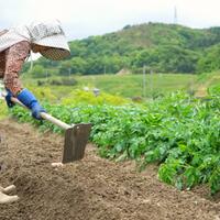 suka-berkebun-ini-trik-sederhana-agar-sayuran-rasanya-lebih-manis-dan-segar