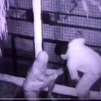 puluhan-burung-murai-batu-senilai-rp14-miliar-dicuri-di-bekasi