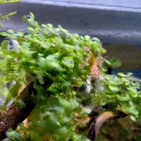 aquascape-for-everyone-learning-and-sharing---part-3