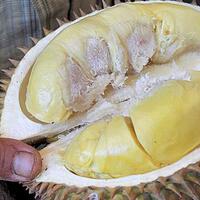 pembenci-durian-vs-penyuka-durian-kubu-yang-manakah-kamu