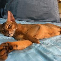 pose-kucing-ane-tidur