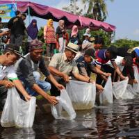 dinas-perikanan-muba-tebar-bibit-ikan-jelawat-dan-nilem-di-danau-ulak-lia