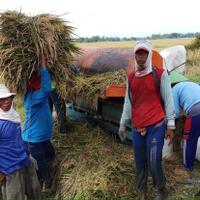 jangan-buat-analisis-dangkal-produksi-beras-ri-cukup-sepanjang-waktu