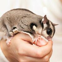 sebelum-memelihara-cari-tahu-dulu-yuk-fakta-tentang-sugar-glider-cekidot-gan