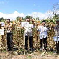 bupati-najmul-akhyar-panen-raya-jagung-di-bayan