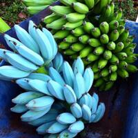 blue-java-banana-si-pisang-biru-rasa-vanilla-beneran-ada
