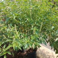 berhenti-merokok-dengan-daun-kemangi